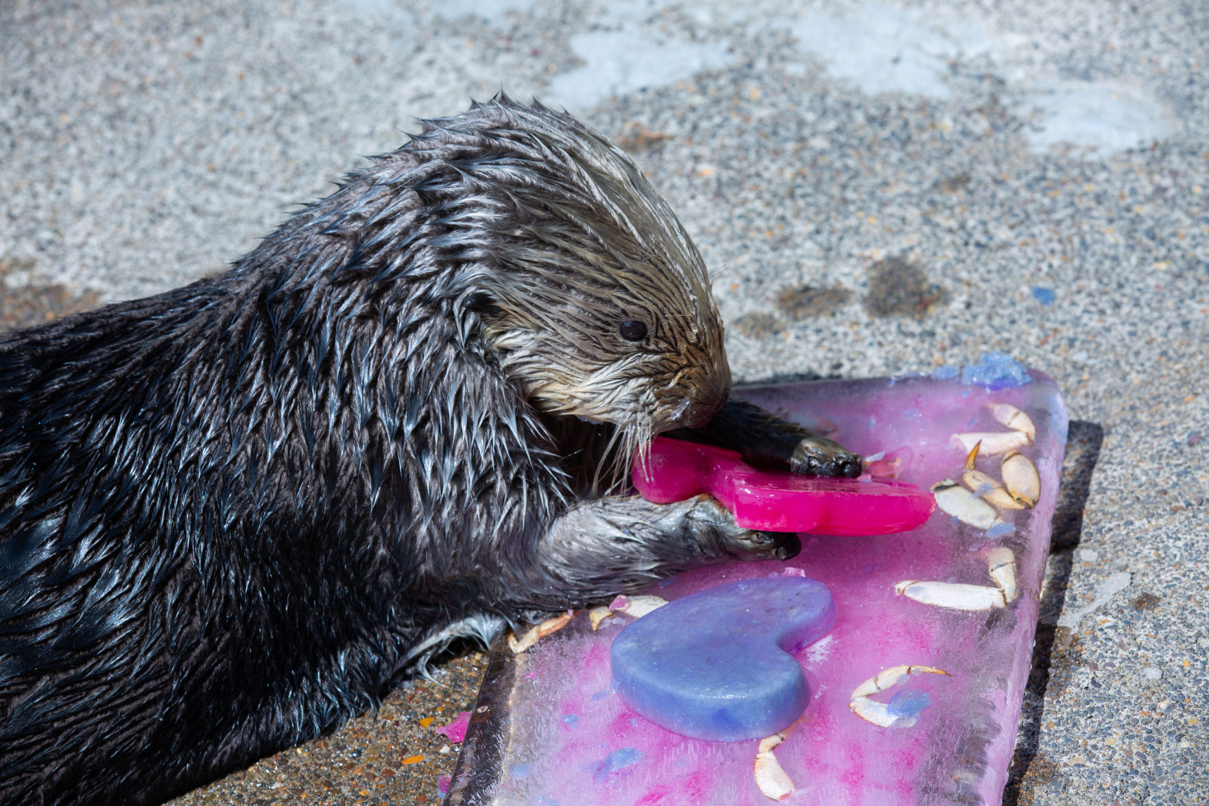 ocaq-smc-sea-otter-birthday-celebration.jpg